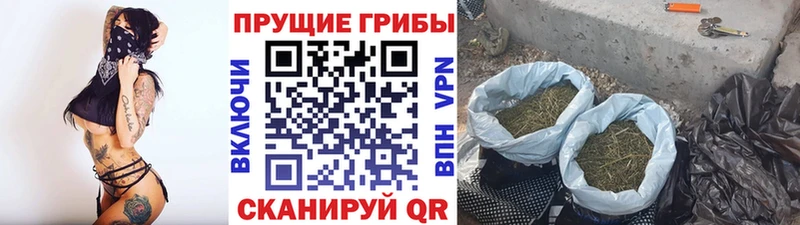Псилоцибиновые грибы Psilocybe  где можно купить наркотик  Костомукша 